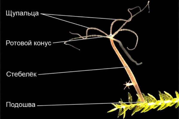 Вывести деньги с кракена