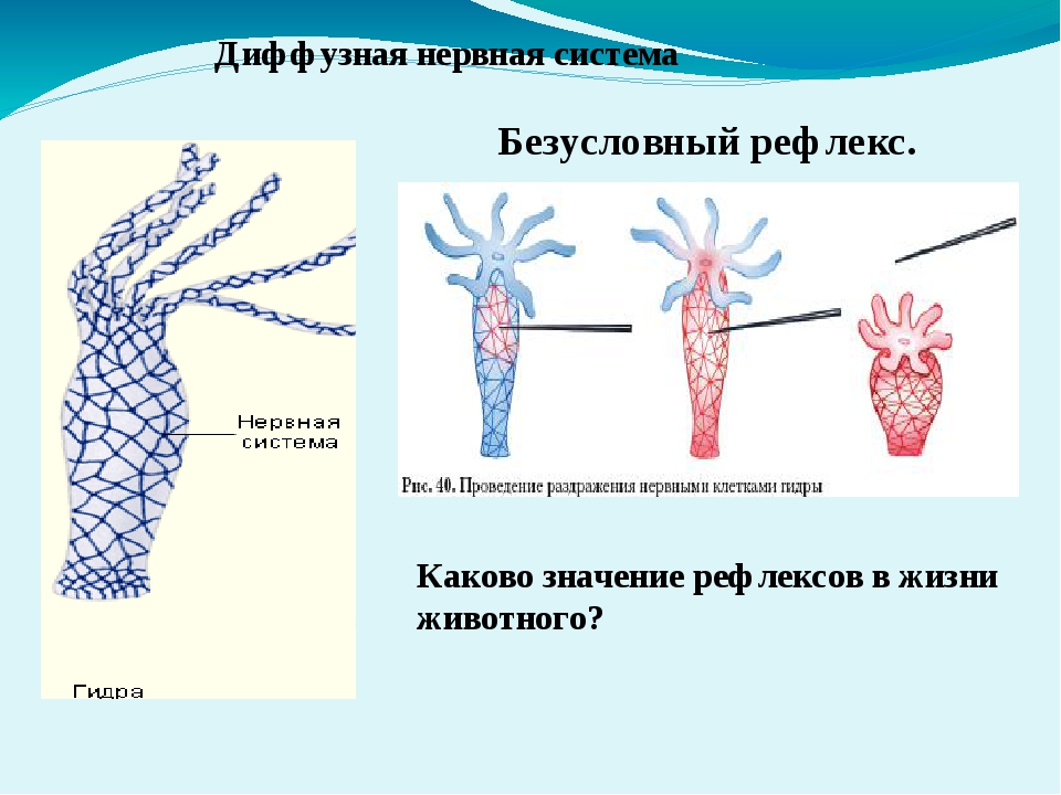 Сайт мега кракен