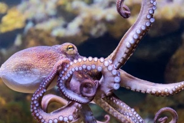 Кракен сайт 1kraken me